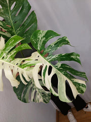 Monstera Variegata Adult