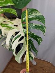 Monstera Variegata Adult