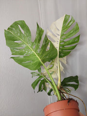 Monstera Variegata Adult