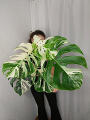 Monstera Variegata Adult