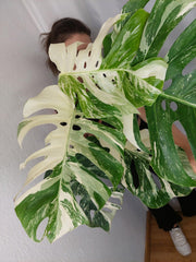 Monstera Variegata Adult