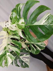 Monstera Variegata Adult