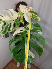 Monstera Variegata Adult