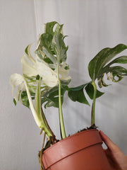 Monstera Variegata Adult