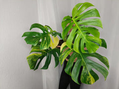 Monstera Aurea