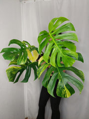 Monstera Aurea