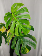 Monstera Aurea