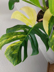 Monstera Aurea