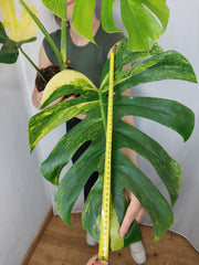 Monstera Aurea