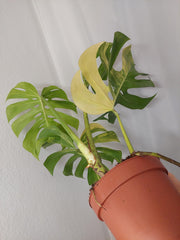 Monstera Aurea