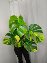 Monstera Aurea