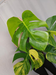 Monstera Aurea