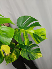 Monstera Aurea
