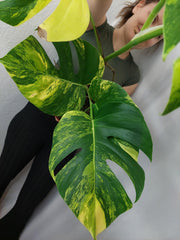 Monstera Aurea