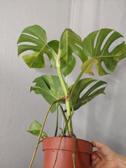 Monstera Aurea