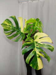 Monstera Aurea
