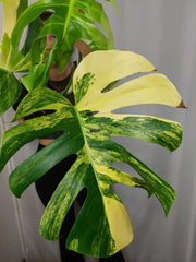 Monstera Aurea