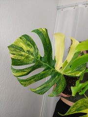 Monstera Aurea