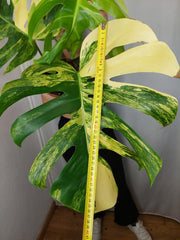 Monstera Aurea