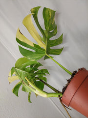 Monstera Aurea