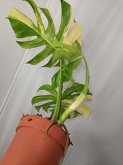 Monstera Aurea