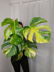 Monstera Aurea