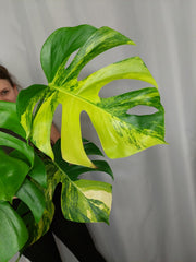 Monstera Aurea