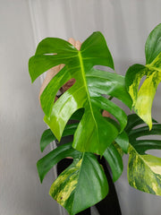Monstera Aurea