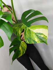 Monstera Aurea
