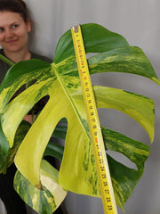 Monstera Aurea