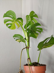 Monstera Aurea