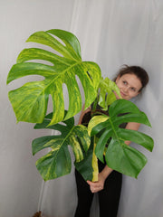 Monstera Aurea