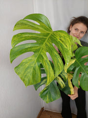 Monstera Aurea