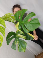 Monstera Aurea