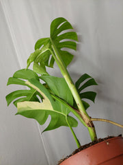 Monstera Aurea