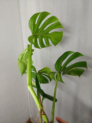 Monstera Aurea