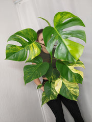 Monstera Aurea