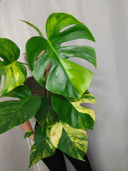 Monstera Aurea