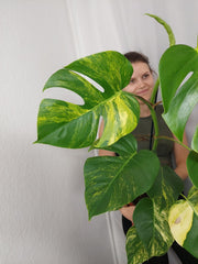 Monstera Aurea