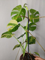 Monstera Aurea