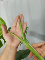 Monstera Aurea