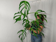 Monstera Burle Marx Flame XXL