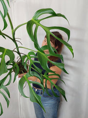 Monstera Burle Marx Flame XXL