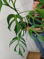 Monstera Burle Marx Flame XXL