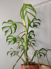 Monstera Burle Marx Flame XXL