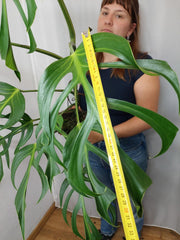 Monstera Burle Marx Flame XXL