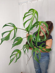 Monstera Burle Marx Flame XXL