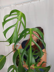 Monstera Burle Marx Flame XXL