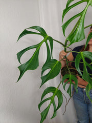 Monstera Burle Marx Flame XXL