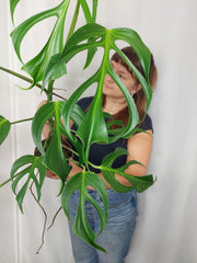 Monstera Burle Marx Flame XXL